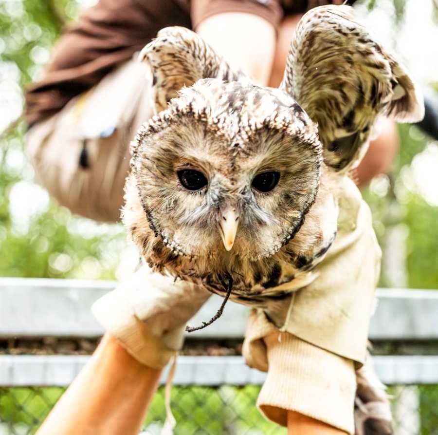 Ostravská zoo slaví úspěch: sedm puštíků bělavých vypuštěno do Rakouska