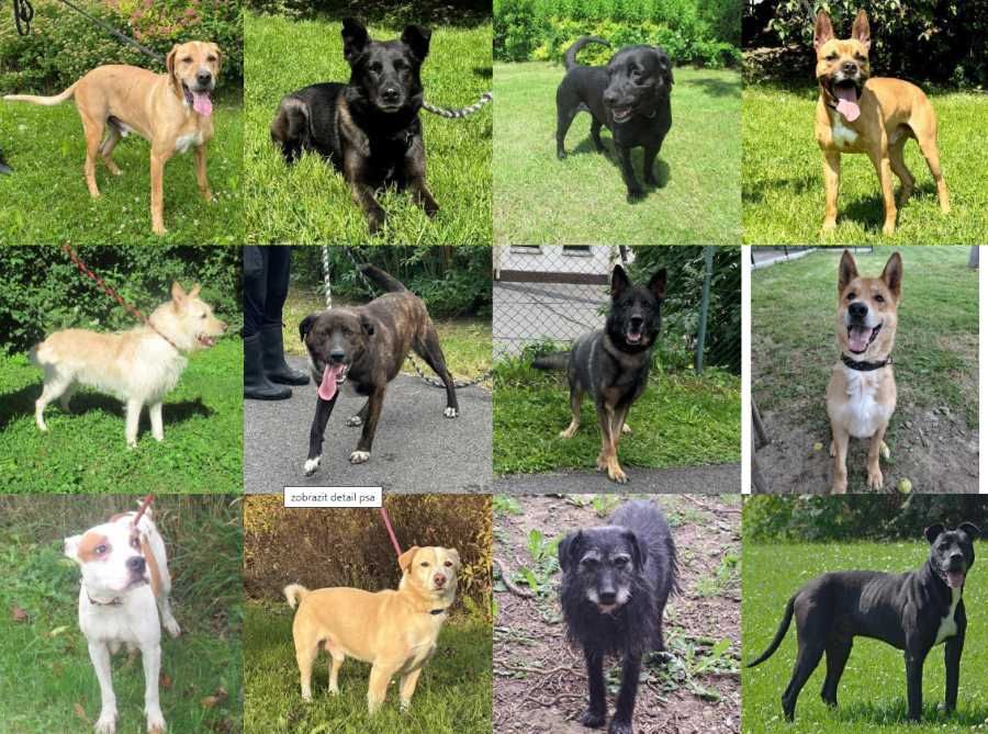 Ostravský útulek hledá nové domovy pro štěňata a žádá o pomoc s krmivem