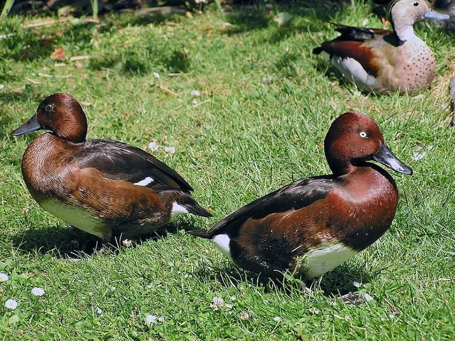 Kriticky ohrožené kachny se vrací na jih Čech díky zoo