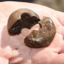 Archeologové prozkoumali místo posledního úseku D1 u Přerova. Našli šperky, mince i neobvyklé hroby