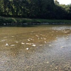 Čistírna firmy Energoaqua byla provozována nedbale, řekl u soudu kvůli Bečvě znalec