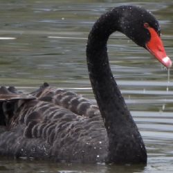 Do hejna labutí v Tovačově se začlenila i jedna černá. Zřejmě uletěla chovateli