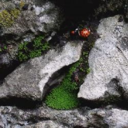 Invazní slunéčka z Asie posedla Česko. Pronikají okny i do domovů a zapáchají