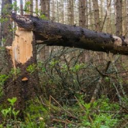 Město zakázalo vstup do lesů u Mostů u Jablunkova, hrozí pády stromů