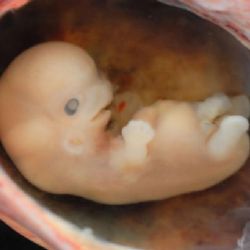 Mikroplasty pronikají až do plodové vody, prokázal ostravský výzkum