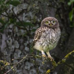 V Česku ubylo sýčků obecných, kvůli chladnému jaru jim chybí přirozená potrava