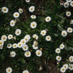 Odstraňování invazivních rostlin při rekultivaci: Metody a doporučení