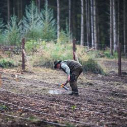 Kůrovcová kalamita ustupuje: Lesy se v kraji vracejí k pestřejšímu složení