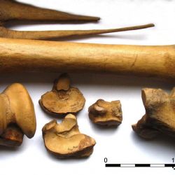 Stavebníci našli lidské pozůstatky