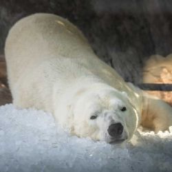 České zoo bojují s vedry: Investují do chlazení a stínu