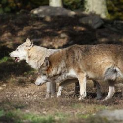 Vlčí útoky na vzestupu: Pytláctví jako spouštěč?