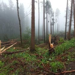 Zákaz vstupu do lesů na Jablunkovsku kvůli vichřici do konce července