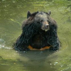 Zoo Ostrava utratila starší medvědici kvůli zdravotním problémům