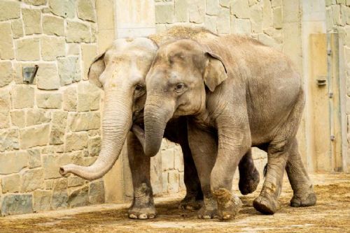 obrázek:Mladý sloní samec z Ostravy se bude stěhovat do Francie: začíná velké dobrodružství