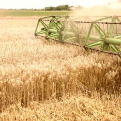 Moravskoslezský kraj slaví rekordní žně: Obiloviny překonaly očekávání