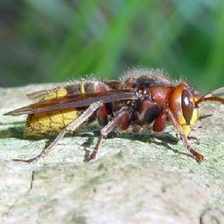 Agresivní vosy a sršně zaplavují Česko: záchranáři v pohotovosti