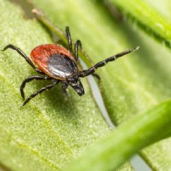 Nákazy klíšťovými onemocněními v ČR lámou desetiletý rekord