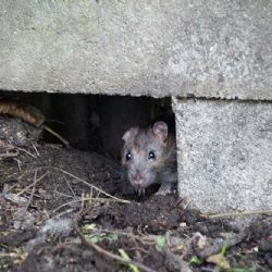 Potkani v českých městech: Zoufalý boj o zdraví obyvatel