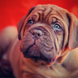 Nezapomeňte zaplatit za svého psa