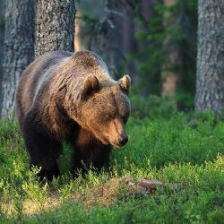 Medvěd na Hrčavě: Úřady žádají o klid a dodržování bezpečnosti