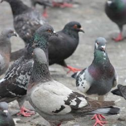 Newcastleská nemoc na Osoblažsku: Mimořádná opatření do 16. července