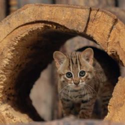 Vzácná kočka cejlonská: Zoo Ostrava slaví dvanácté mládě!