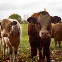 Farmář Herot bojuje proti slintavce: Přísná opatření a farmu uzavřel veřejnosti