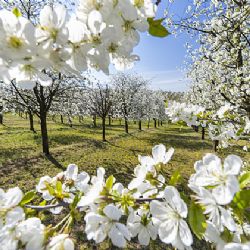 Mrazy ohrožují kvetoucí stromy v kraji