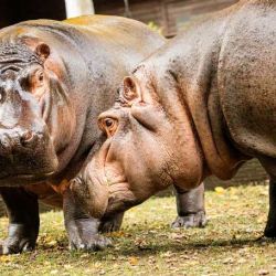 Ostravská zoo hlásí naději na nové hroší mládě