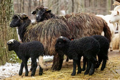 obrázek:Pět barevných jehňat rozzářilo Zoo Ostrava