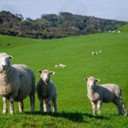Stádo ovcí se vrací na svahy Pradědu. Jeseníky ožívají volným chovem!