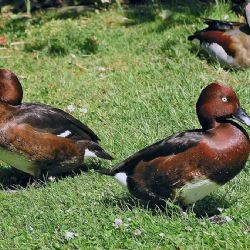 Kriticky ohrožené kachny se vrací na jih Čech díky zoo