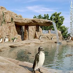 Nový pavilon pro tučňáky za 140 milionů do roku 2026!