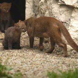 Ostravská zoo slaví: Narodila se vzácná mláďata jaguarundi