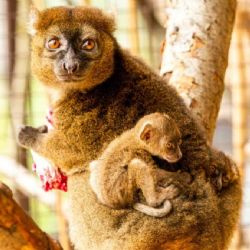 „Ostravská zoo vítá narození lemurů širokonosých“