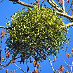 Rostoucí kalamita ve městech, tisíce stromů potřebují ošetření