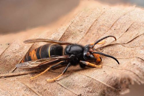 Foto: Sršeň asijská dorazila do Slezska: První ověřený výskyt na Opavsku