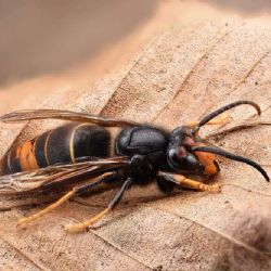 Sršeň asijská dorazila do Slezska: První ověřený výskyt na Opavsku