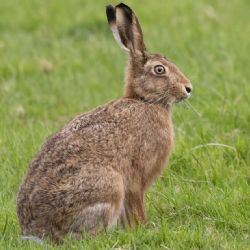 Zajíci devastují úrodu v Moravskoslezském kraji